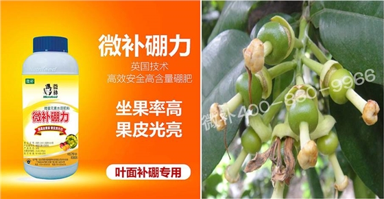 蜜柚促花壯花除了補(bǔ)磷還需要補(bǔ)硼鋅？