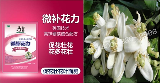 蜜柚促花壯花除了補(bǔ)磷還需要補(bǔ)硼鋅？