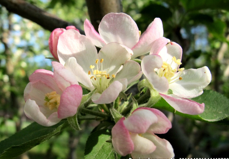 蘋果花