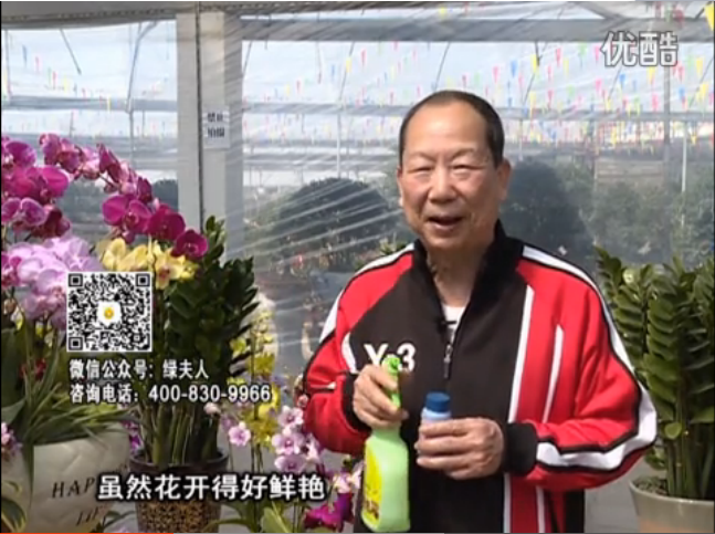 20160314珠江臺(tái)搖錢樹：家種鮮花、鮮切花，用綠夫人600度鮮花液?；ㄆG、花期長