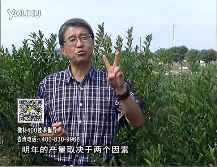 20161205珠江臺(tái)搖錢樹：柑橘噴施微補(bǔ)花力+碧力、下因迪樂有機(jī)肥，促花恢復(fù)長(zhǎng)勢(shì)好