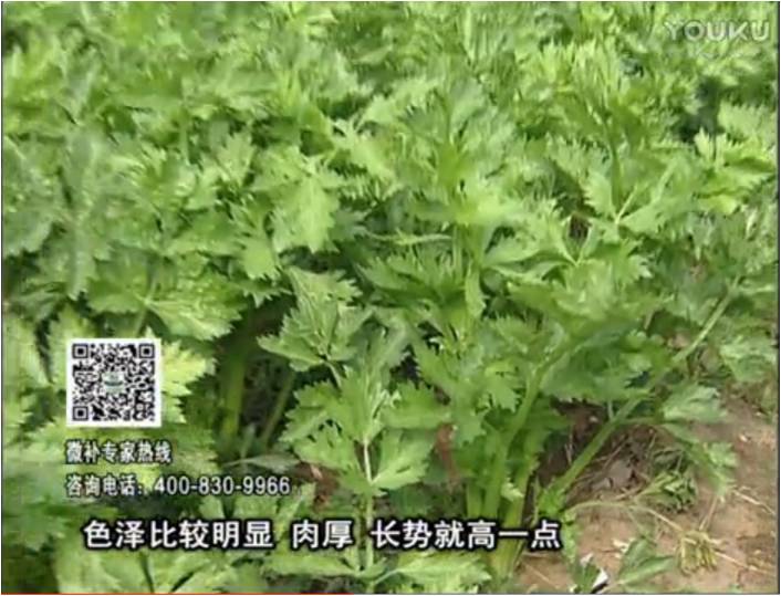 20170109珠江臺搖錢樹：葉菜如何種？長勢好又高產(chǎn)！