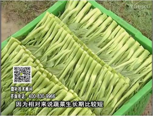 20170306珠江臺搖錢樹：蔬菜澆施微補根力鈣+精力，提高蔬菜長勢，減少病害，提高收益