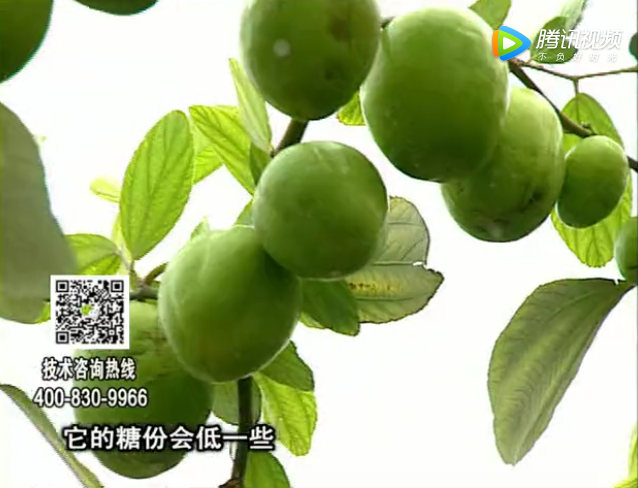 20171204珠江臺(tái)搖錢(qián)樹(shù)：青棗膨果增甜如何做？